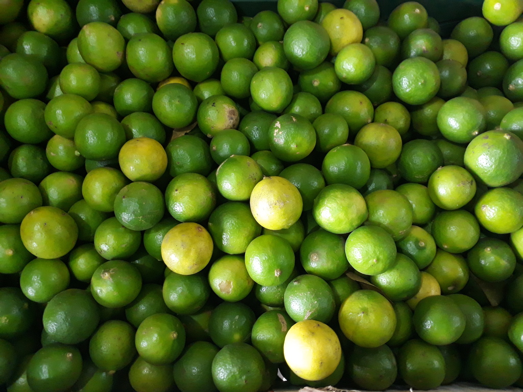 Pepino — foto 20 de 22