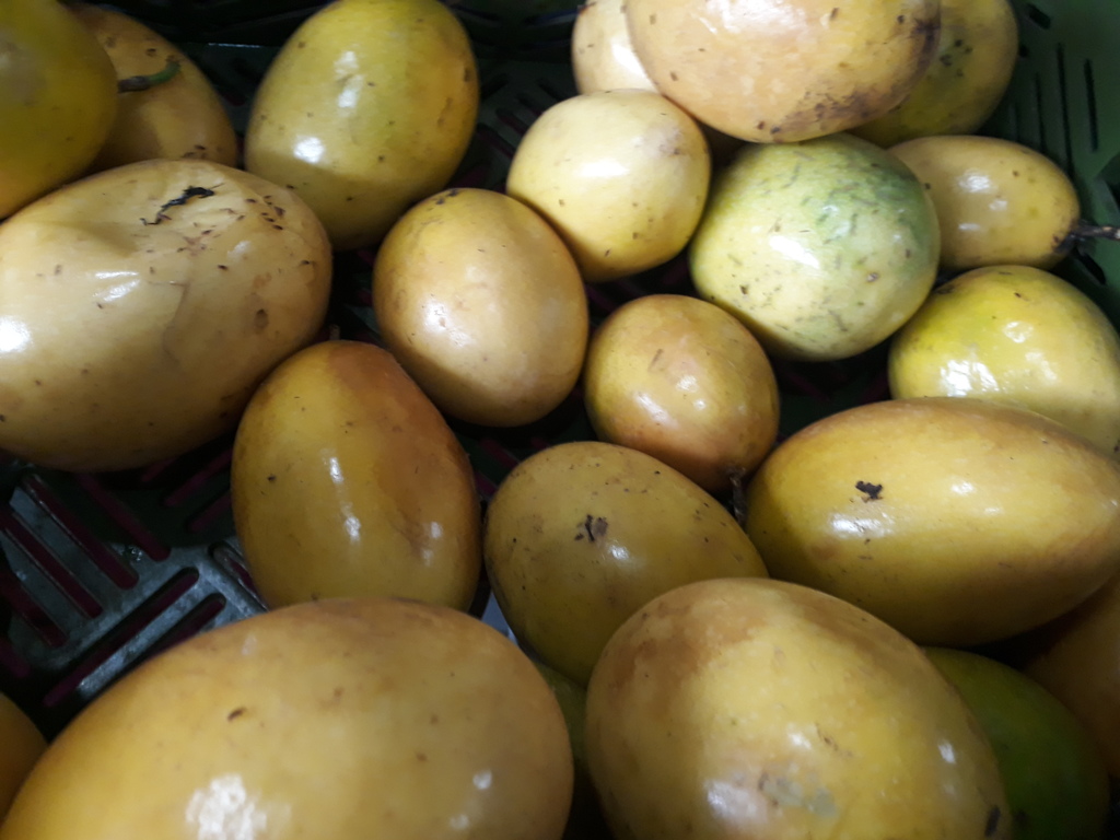 Pepino — foto 11 de 22
