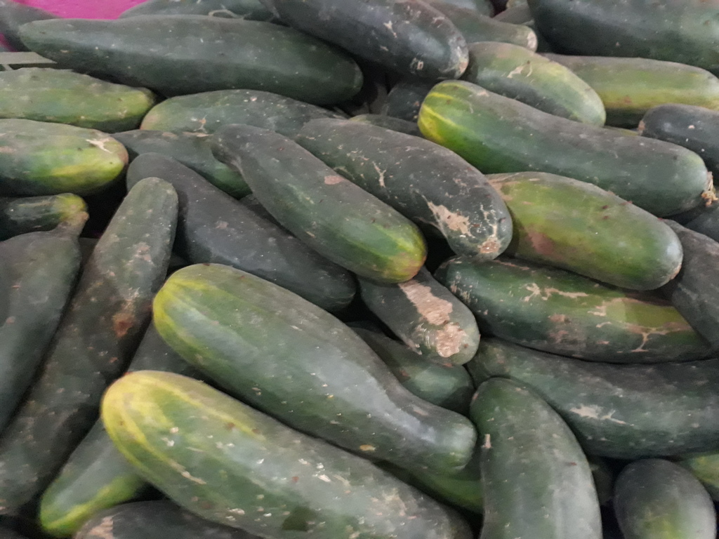 Pepino
