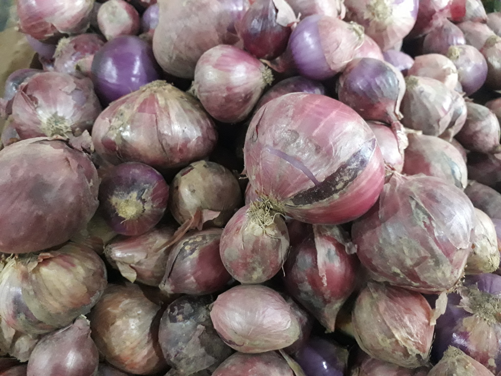 Cebolla roja