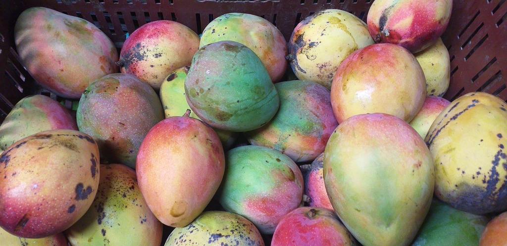 Mango maduro para pulpa
