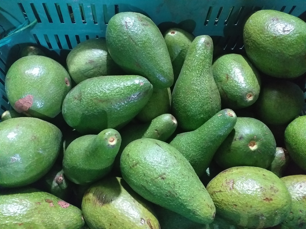 Aguacate tipo criollo