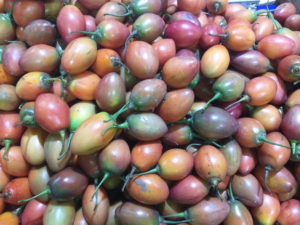 Tomate de arbol delgado