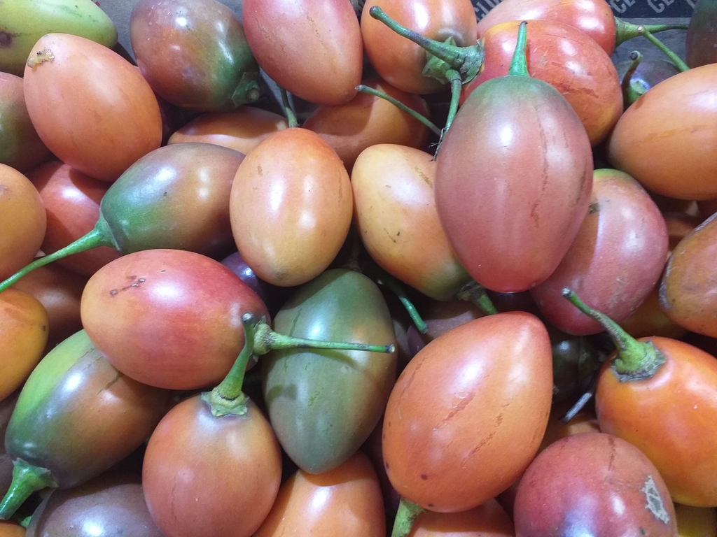 Tomate de arbol