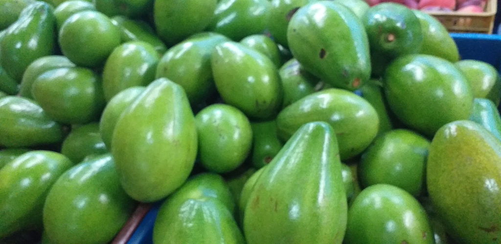 Aguacate papelillo