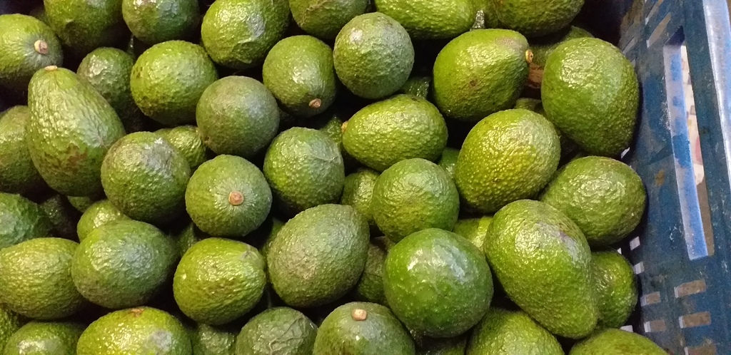 Aguacate hass