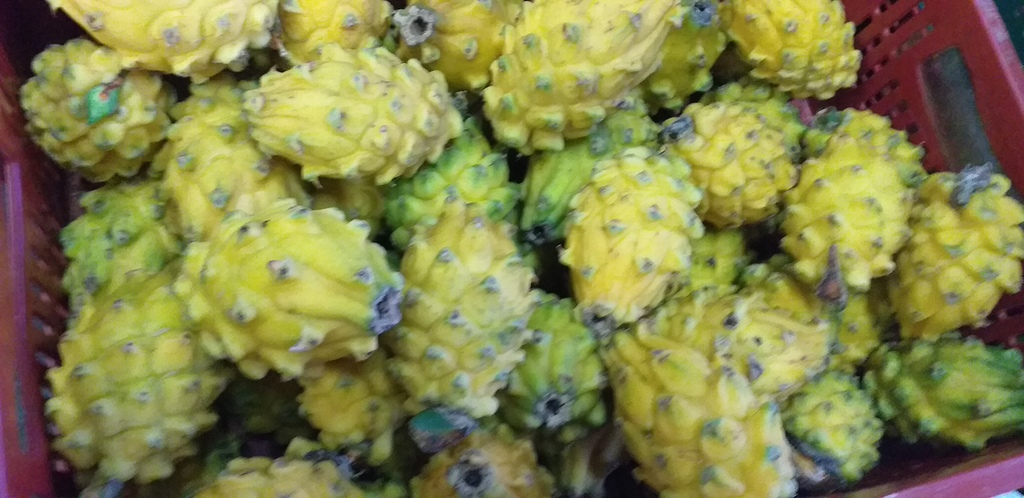 Pitahaya del huila