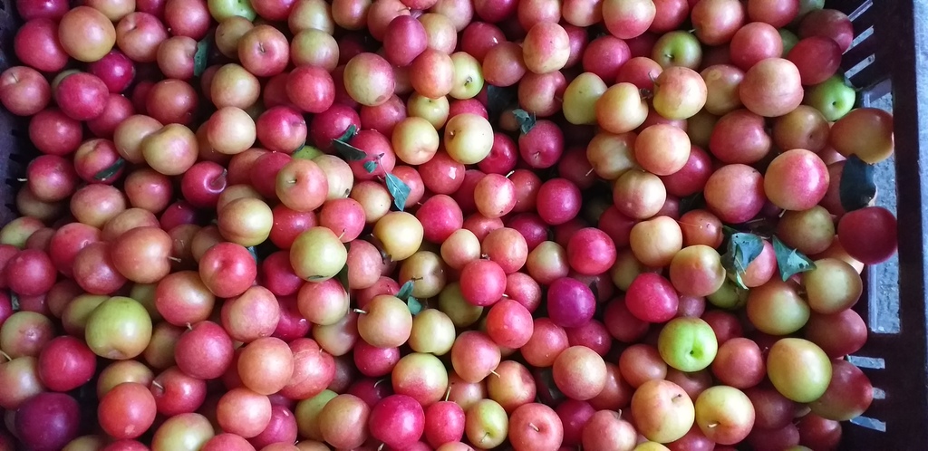 Ciruelas