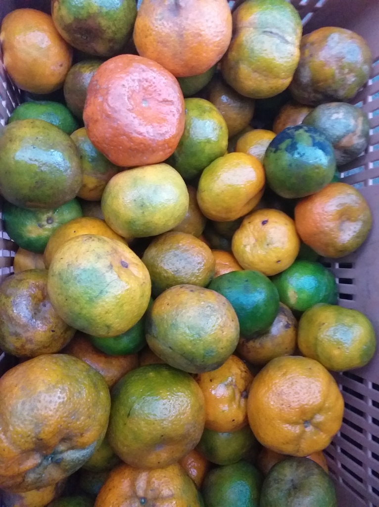 Mandarina oneca