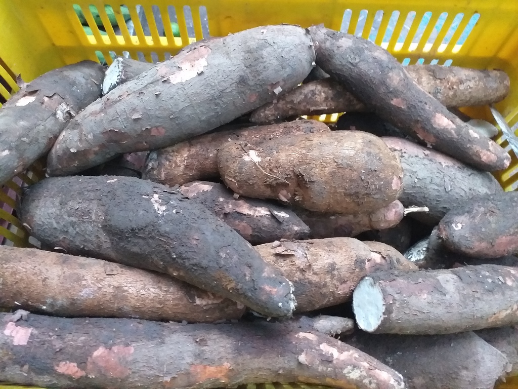 Yuca