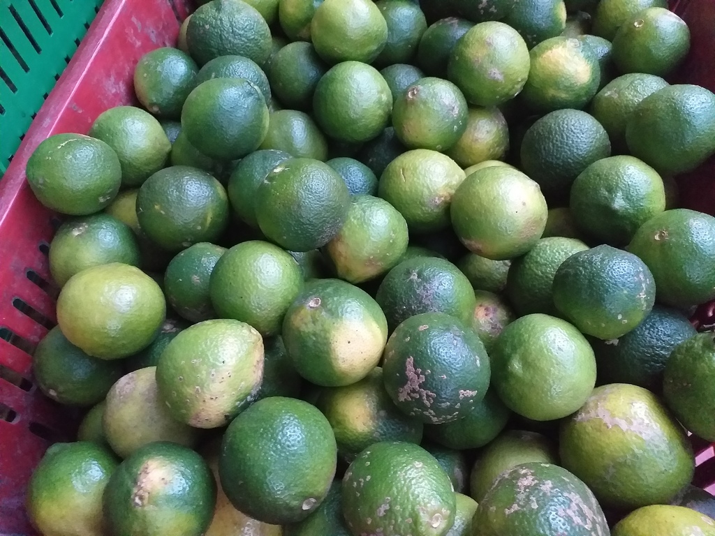 Limon mandarino
