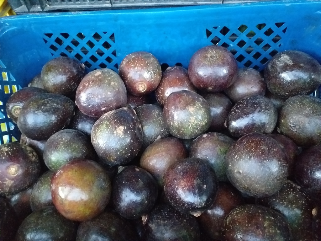 Aguacate referencia collin reed