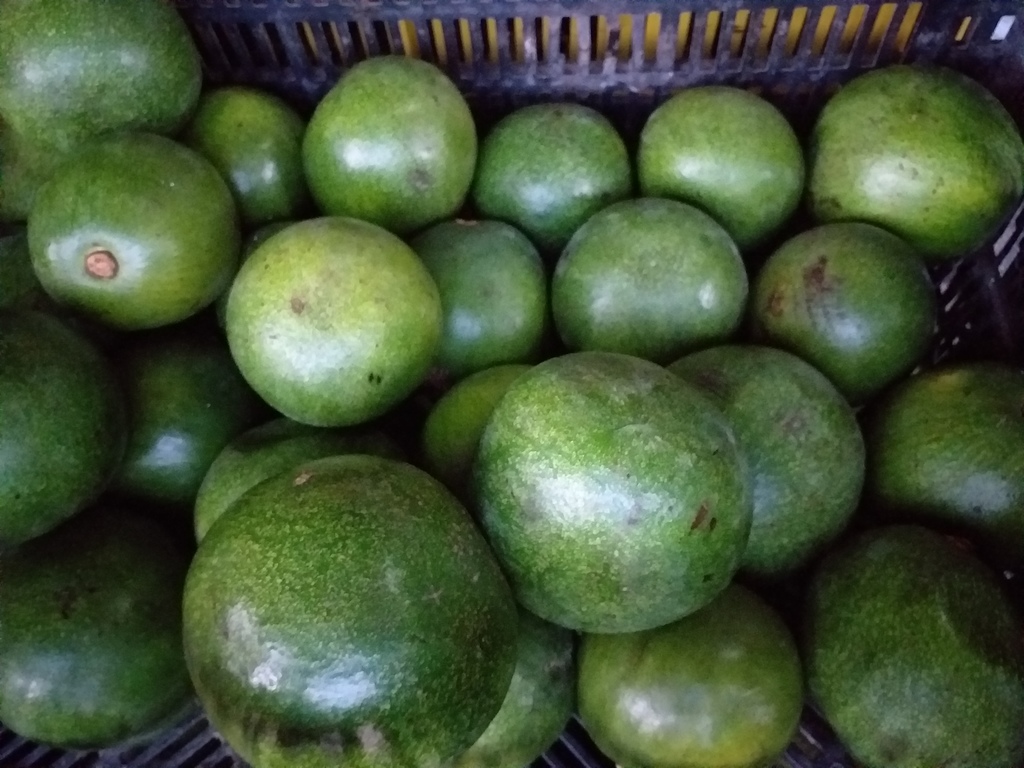 Aguacate referencia reed
