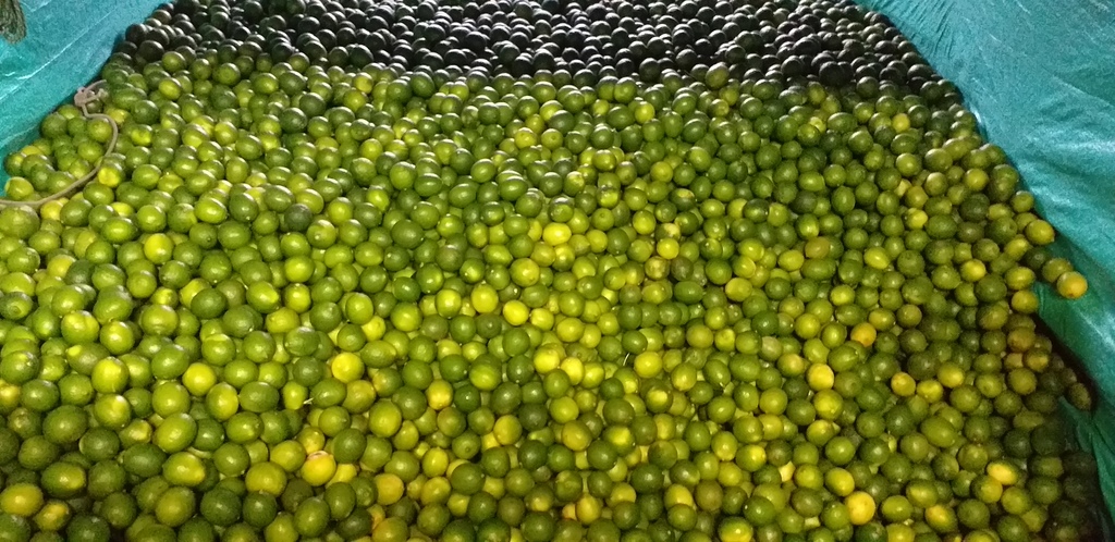 Limon tahiti