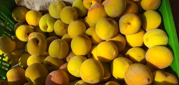 Durazno criollo