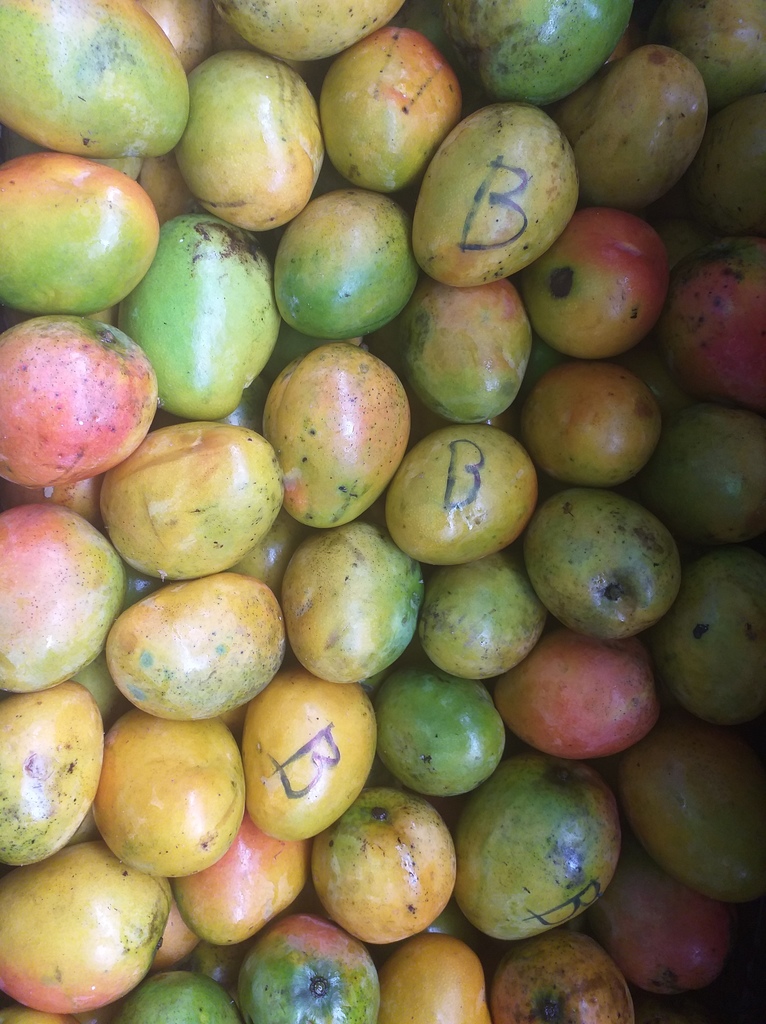 Mango criollo