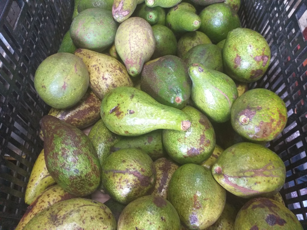 Aguacate criollo
