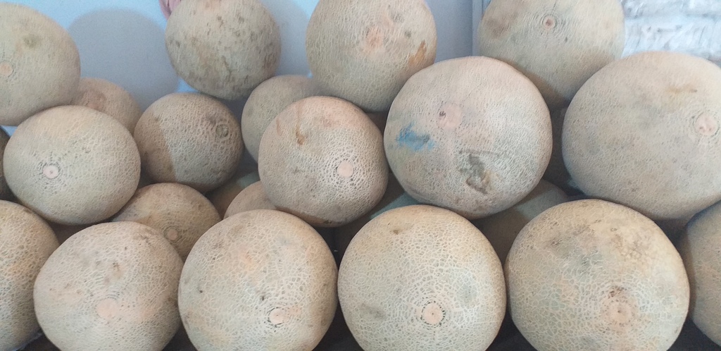 Melon