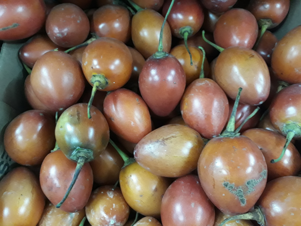 Tomate de árbol