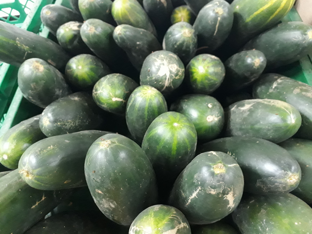 Pepino