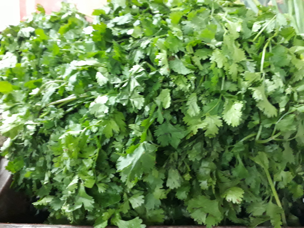 Cilantro