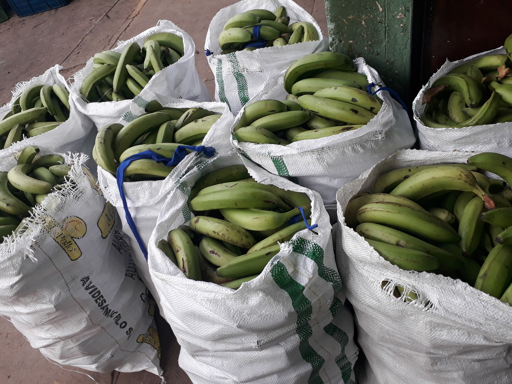 Banano verde