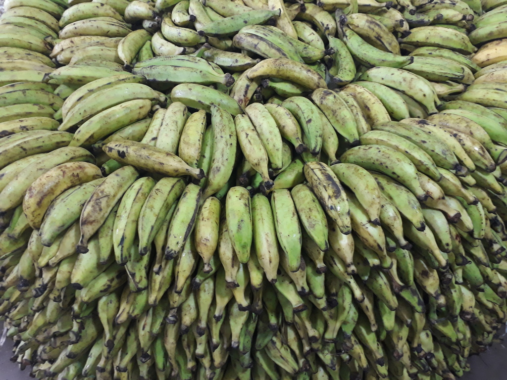 Platano verde de 2da