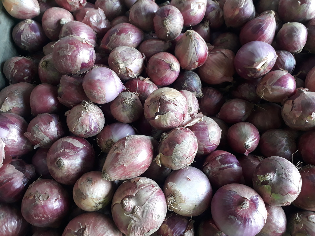Cebolla roja
