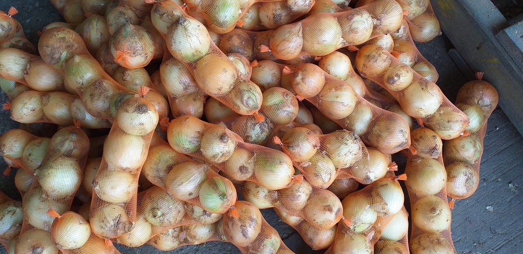 Cebolla blanca