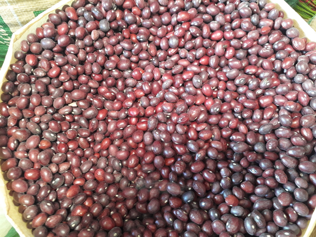 Frijol bola roja