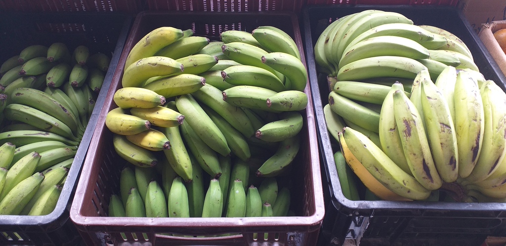 Banano verde criollo