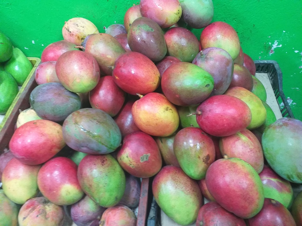 Mango tipo tommy
