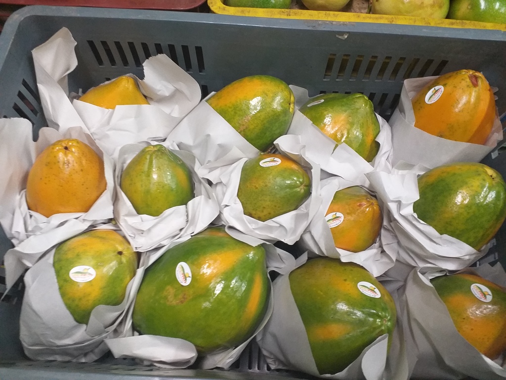 Papaya