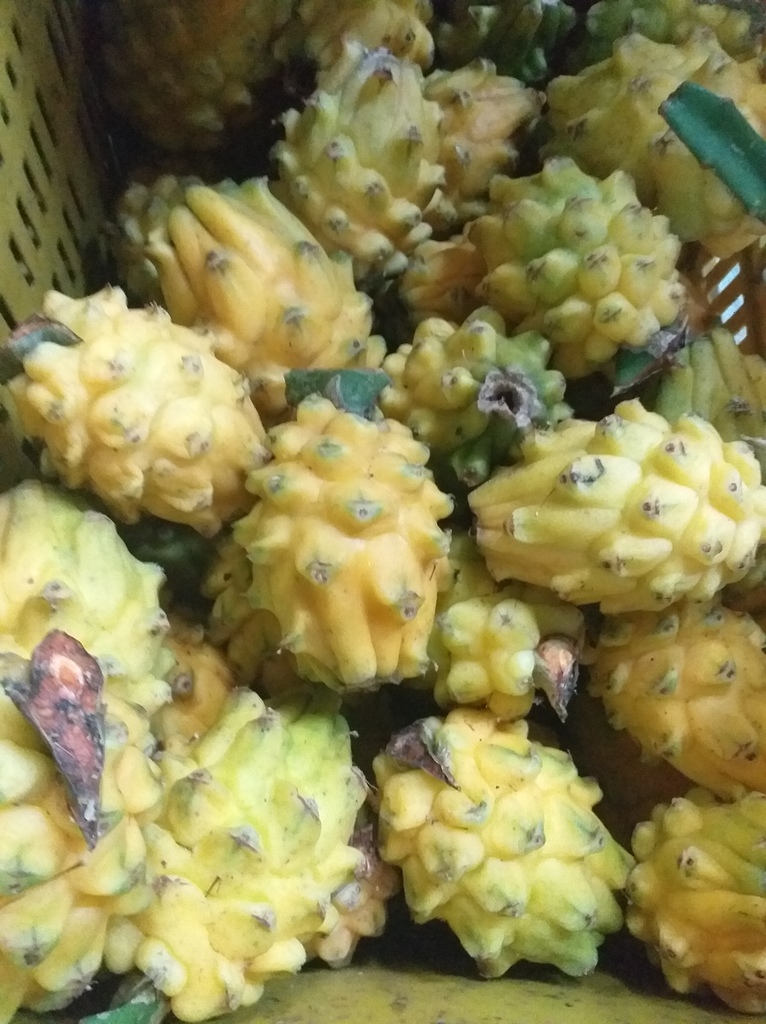 Pitaya