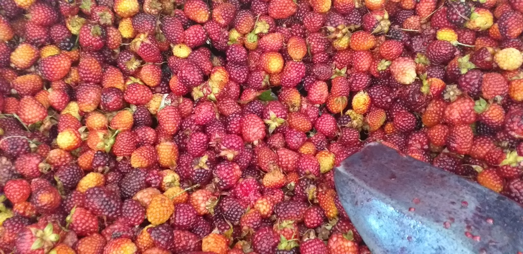 Mora pantanilla
