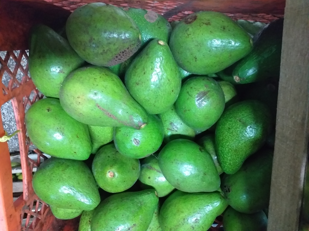 Aguacate criollo