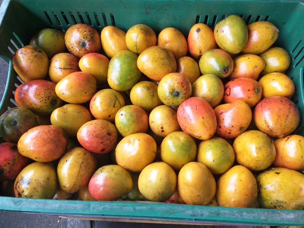 Mango criollo