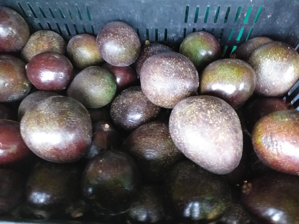 Aguacate collin reed