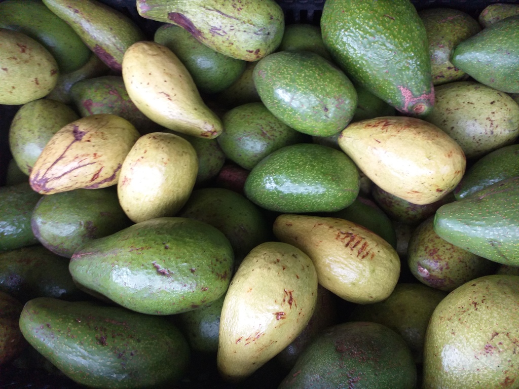 Aguacate tipo criollo