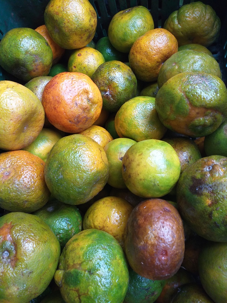 Mandarina oneca