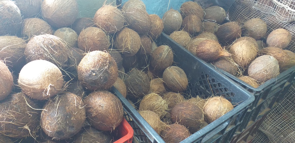 Coco san blas selecto