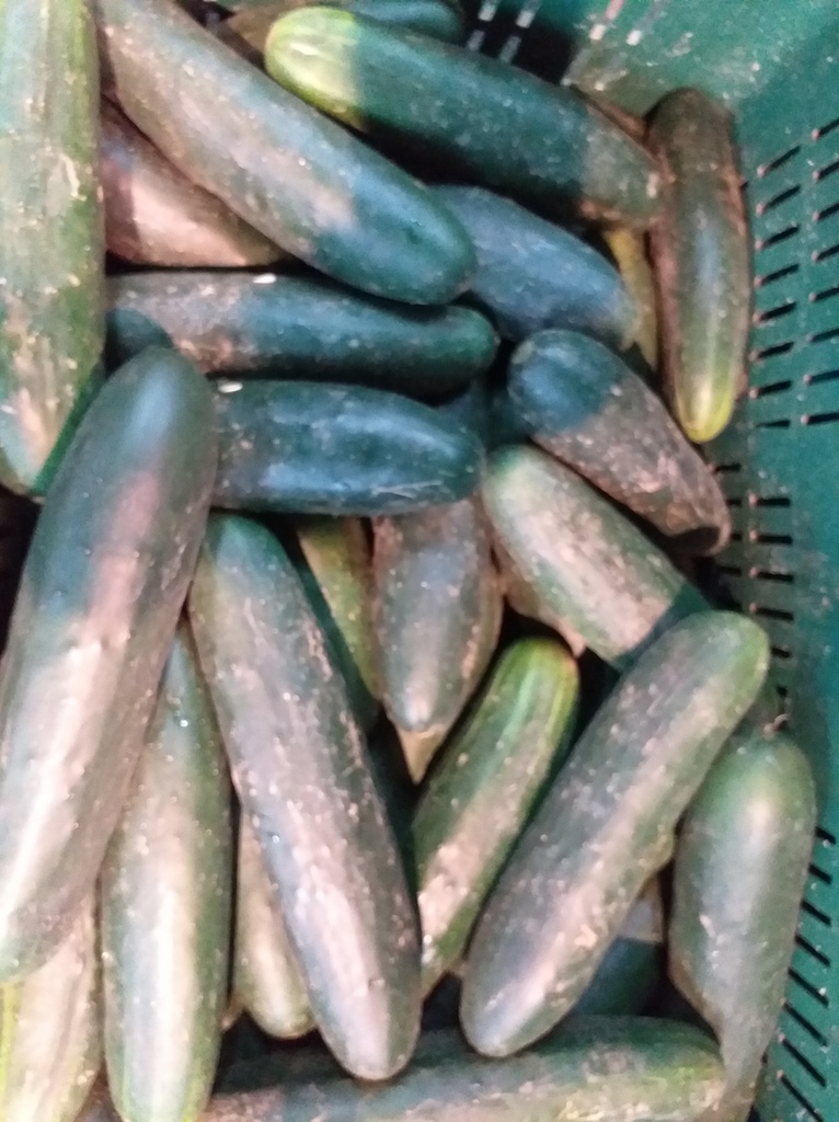 Pepino cohombro