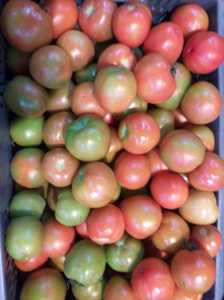 Tomate de primera