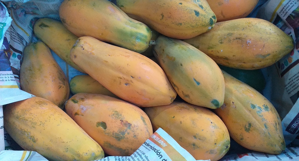 Papaya tainung