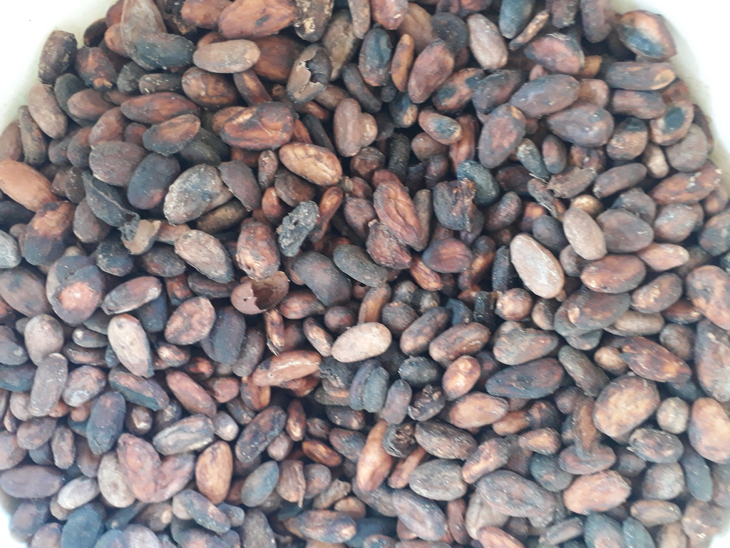 Cacao
