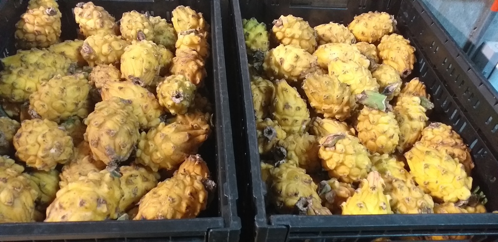 Pitahaya del huila