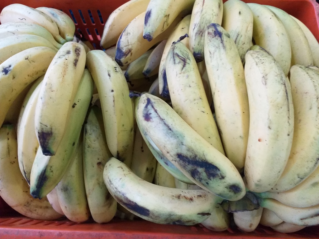 Banano criollo