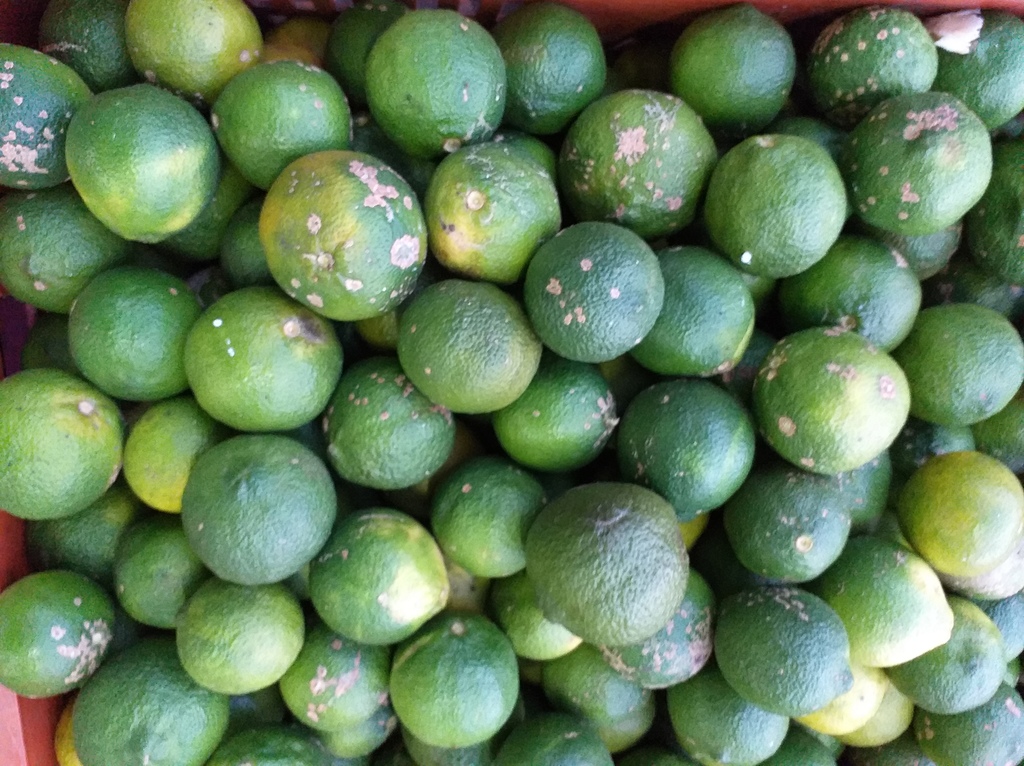 Limon mandarina