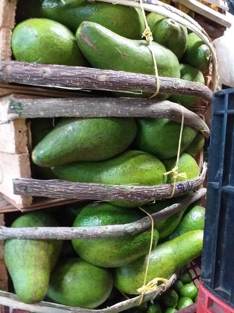 Aguacate criollo