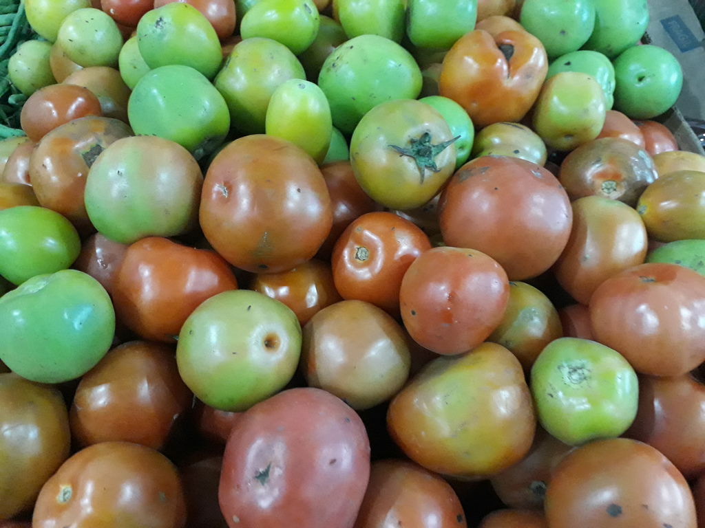 Tomate chonto